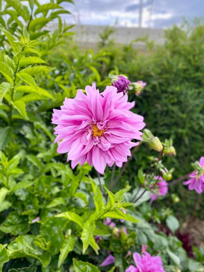 Hospedaje El Girasol Tababela キト エクステリア 写真