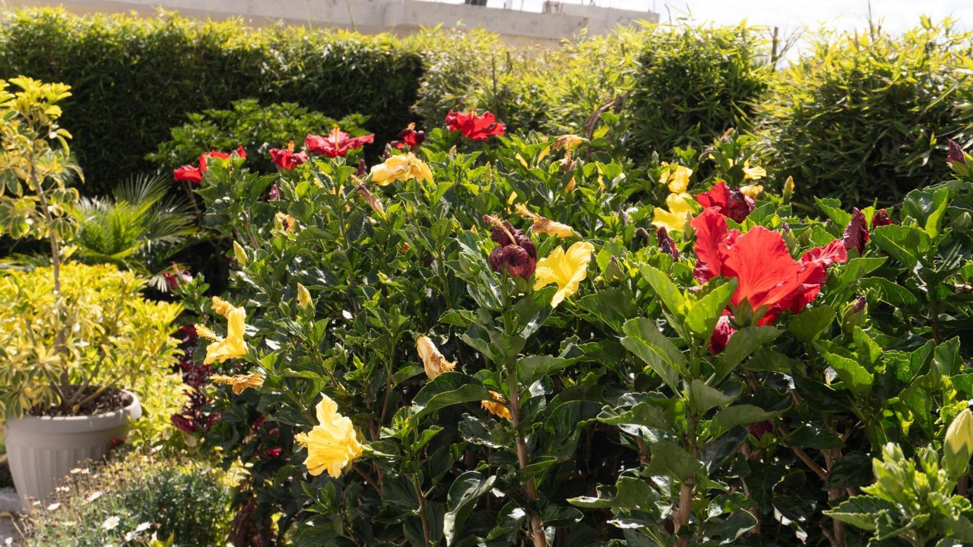 Hospedaje El Girasol Tababela キト エクステリア 写真